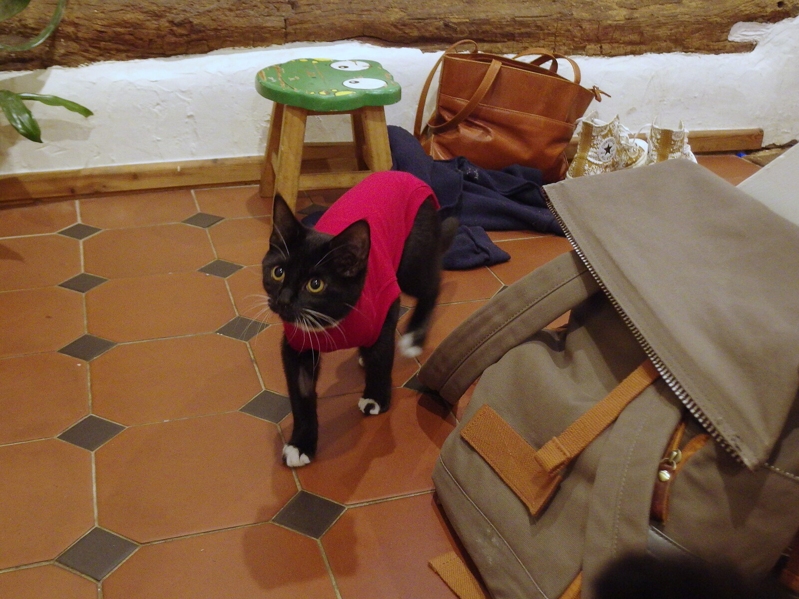 Molly - Lunatic Kitten B - has pyjamas on from Sunday Lunch at the Village Hall, Brome, Suffolk - 10th October 2021