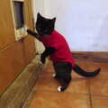Molly tries to escape, Sunday Lunch at the Village Hall, Brome, Suffolk - 10th October 2021