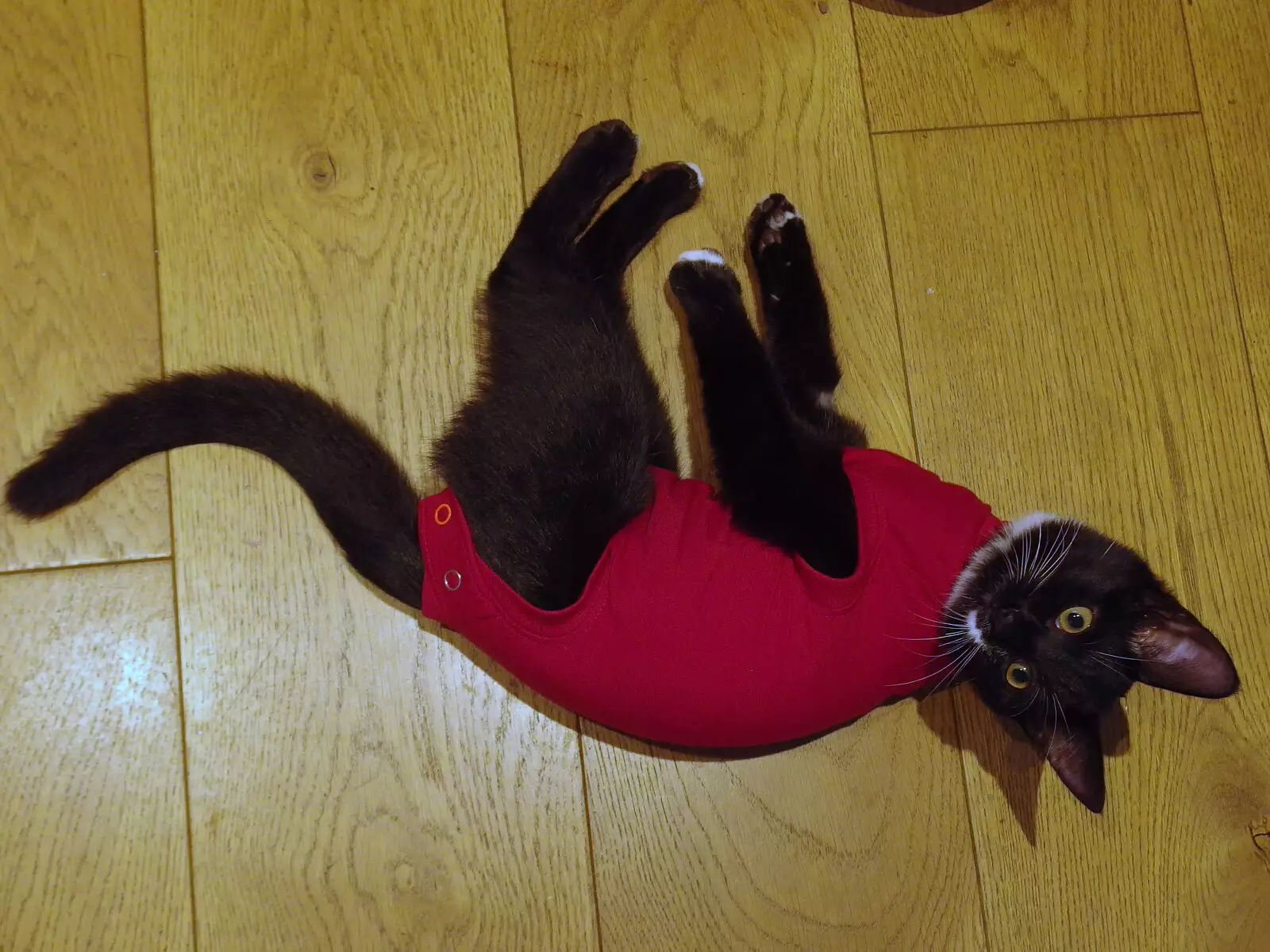 Lucy - Lunatic Kitten A - shows off her PJs, from Sunday Lunch at the Village Hall, Brome, Suffolk - 10th October 2021