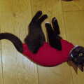 Lucy - Lunatic Kitten A - shows off her PJs, Sunday Lunch at the Village Hall, Brome, Suffolk - 10th October 2021