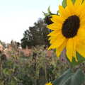 A sunflower in the Oaksmere's garden, Sunday Lunch at the Village Hall, Brome, Suffolk - 10th October 2021