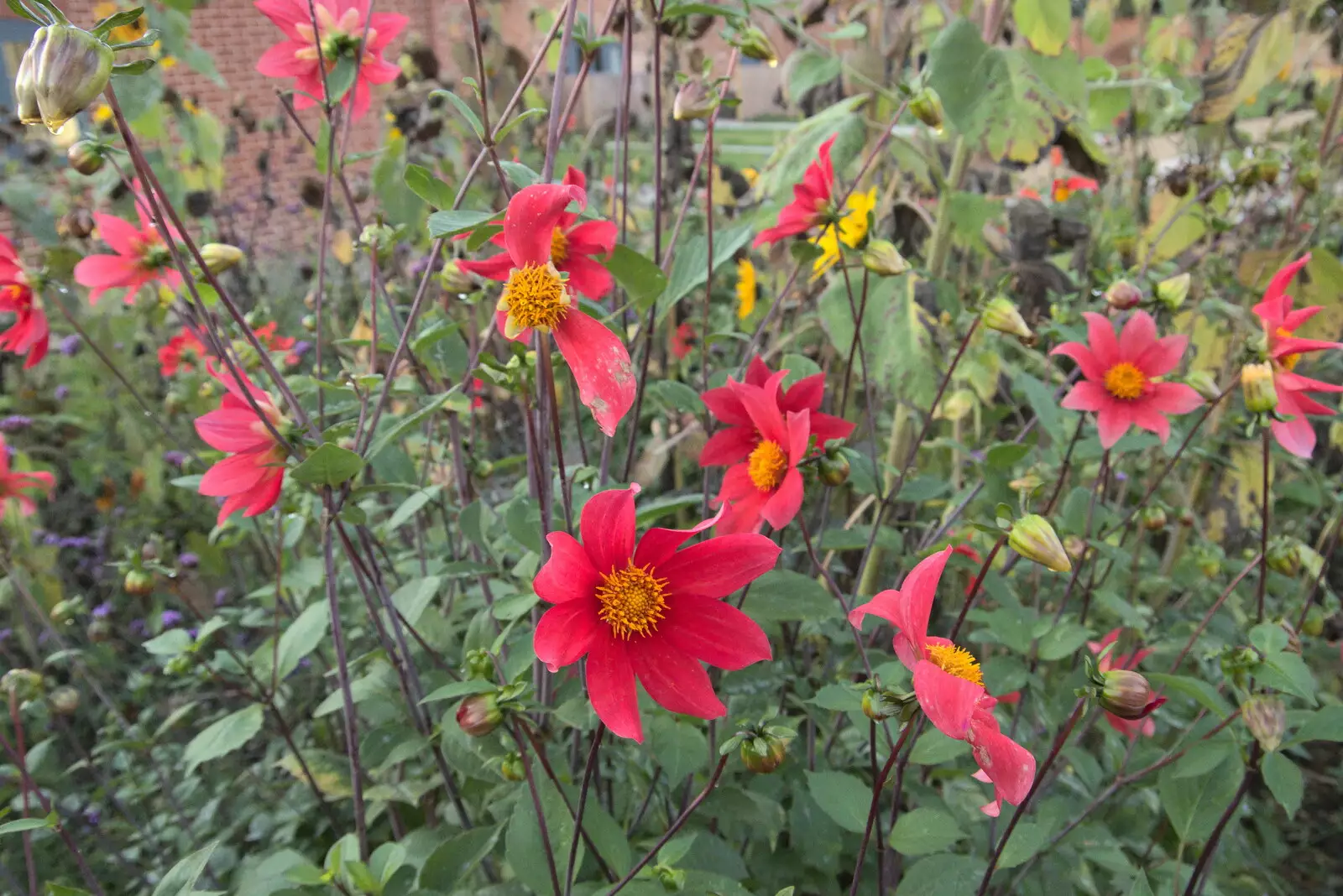 Nice orangey-red autumn flowers, from Sunday Lunch at the Village Hall, Brome, Suffolk - 10th October 2021