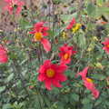 Nice orangey-red autumn flowers, Sunday Lunch at the Village Hall, Brome, Suffolk - 10th October 2021