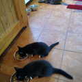 The kittens and Boris eat their Mog Nosh, Cameraphone Randomness and The Crystal Maze, London - 21st October 2021