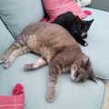 Lucy Kitten nestles up to grumpy Boris, Cameraphone Randomness and The Crystal Maze, London - 21st October 2021