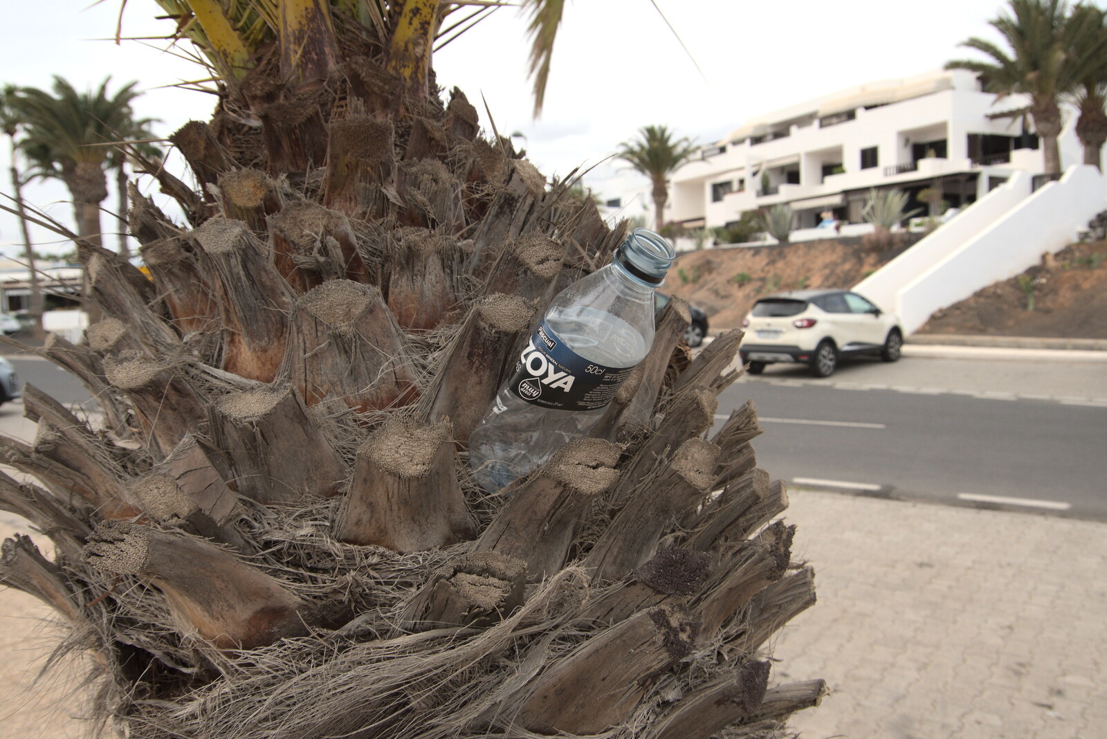 A water bottle stuck into a palm tree from Five Days in Lanzarote, Canary Islands, Spain - 24th October 2021