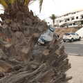 A water bottle stuck into a palm tree, Five Days in Lanzarote, Canary Islands, Spain - 24th October 2021