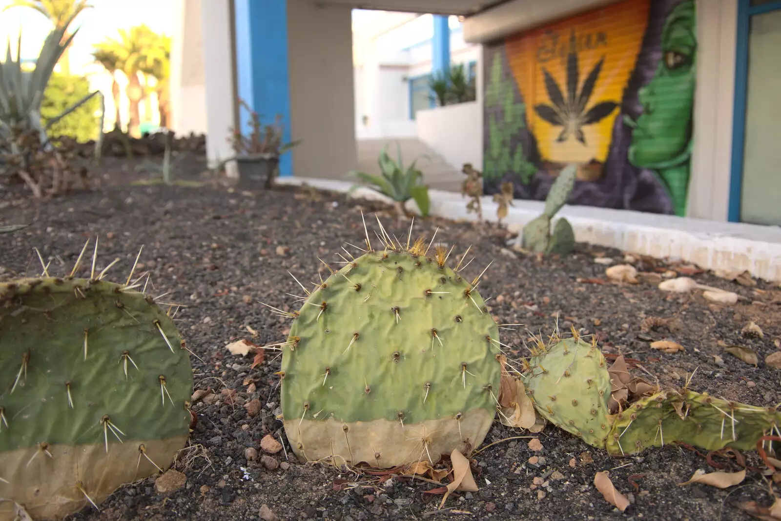 Prickly-pear cactus, from Five Days in Lanzarote, Canary Islands, Spain - 24th October 2021