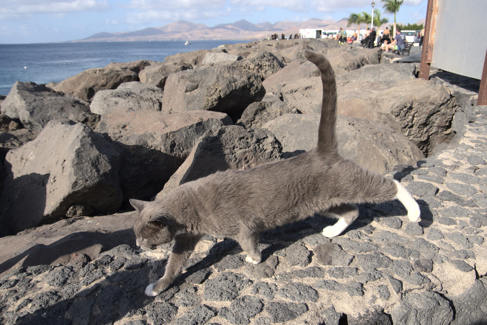 The resident grey cat at Playa Chica from Five Days in Lanzarote, Canary Islands, Spain - 24th October 2021