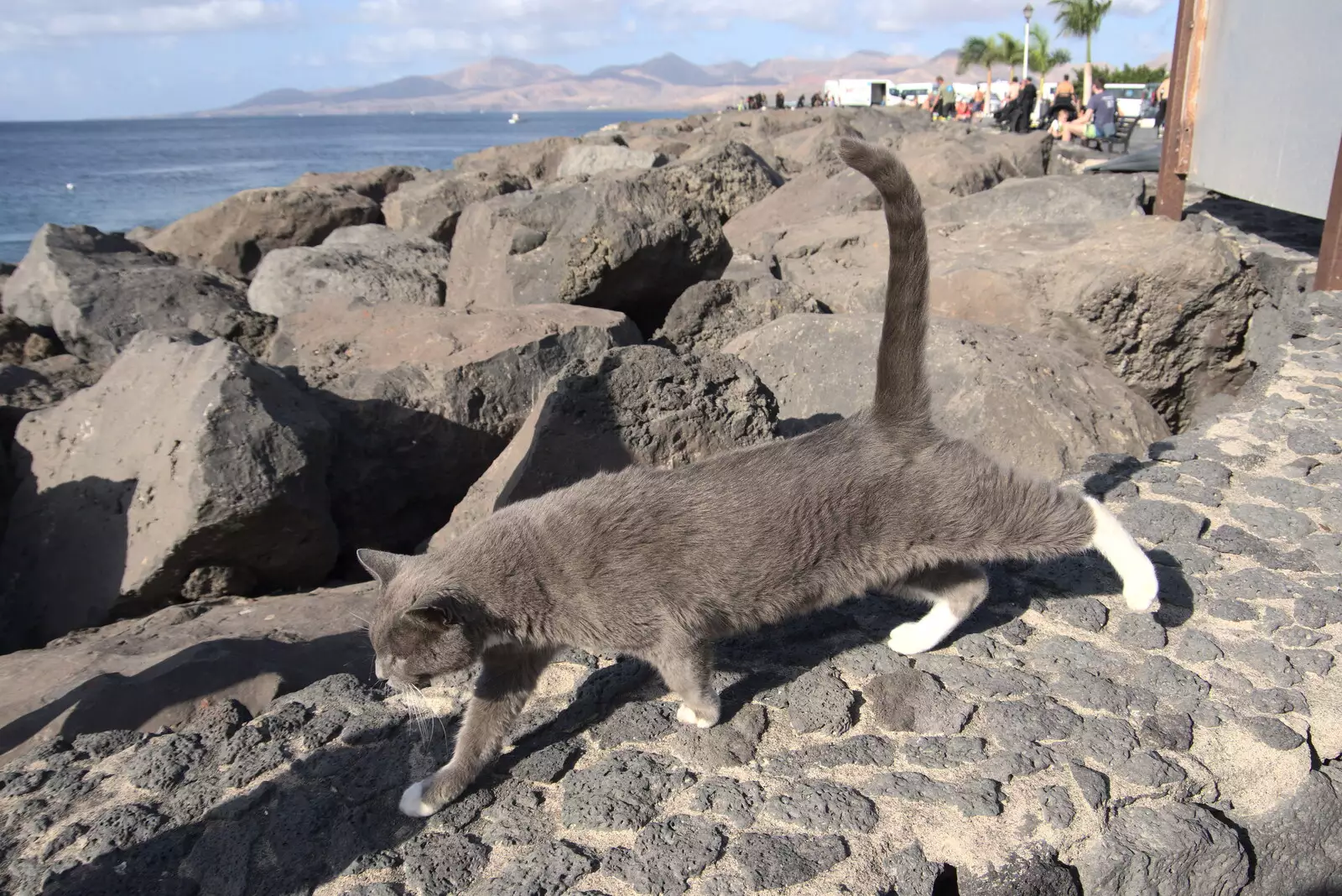 The resident grey cat at Playa Chica, from Five Days in Lanzarote, Canary Islands, Spain - 24th October 2021