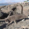 2021 The resident grey cat at Playa Chica