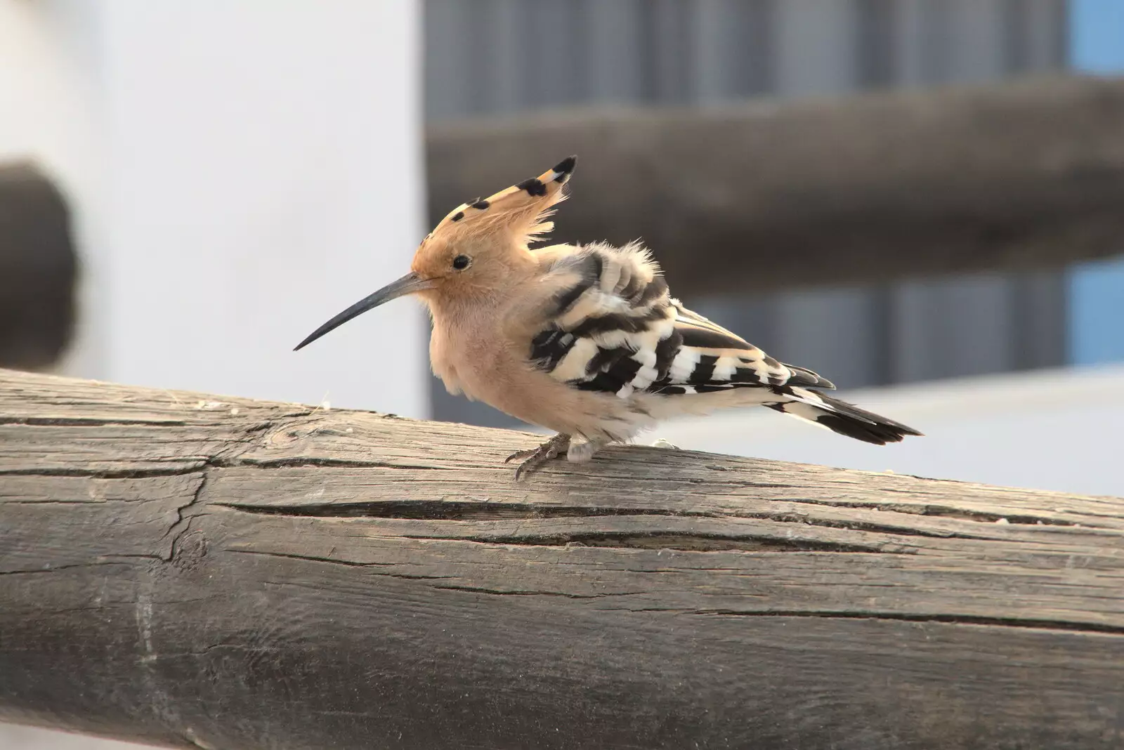 There's a cool bird in a nearby tree, from Five Days in Lanzarote, Canary Islands, Spain - 24th October 2021