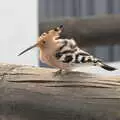 There's a cool bird in a nearby tree, Five Days in Lanzarote, Canary Islands, Spain - 24th October 2021