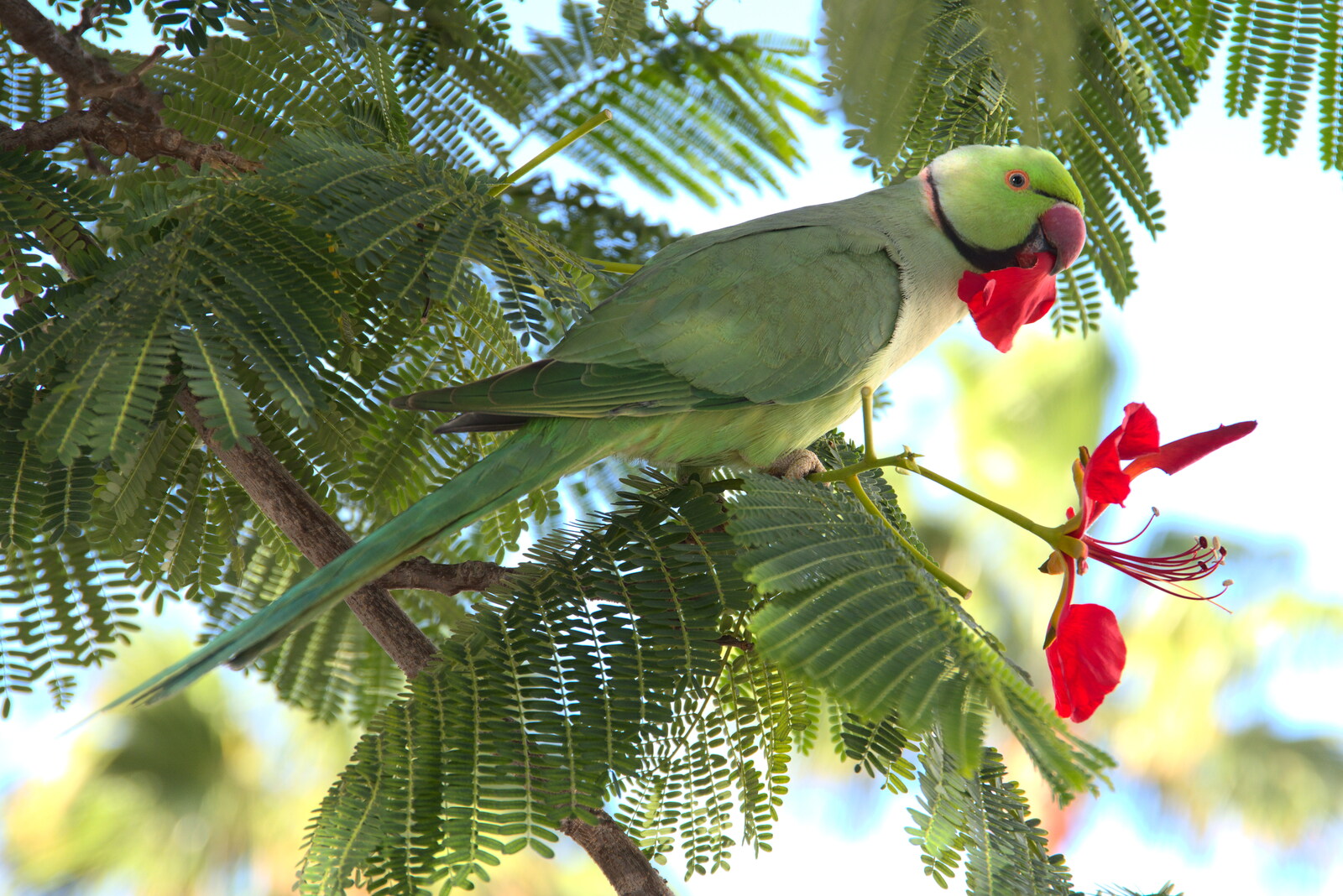 There's a parrot in our tree from Five Days in Lanzarote, Canary Islands, Spain - 24th October 2021