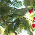 There's a parrot in our tree, Five Days in Lanzarote, Canary Islands, Spain - 24th October 2021