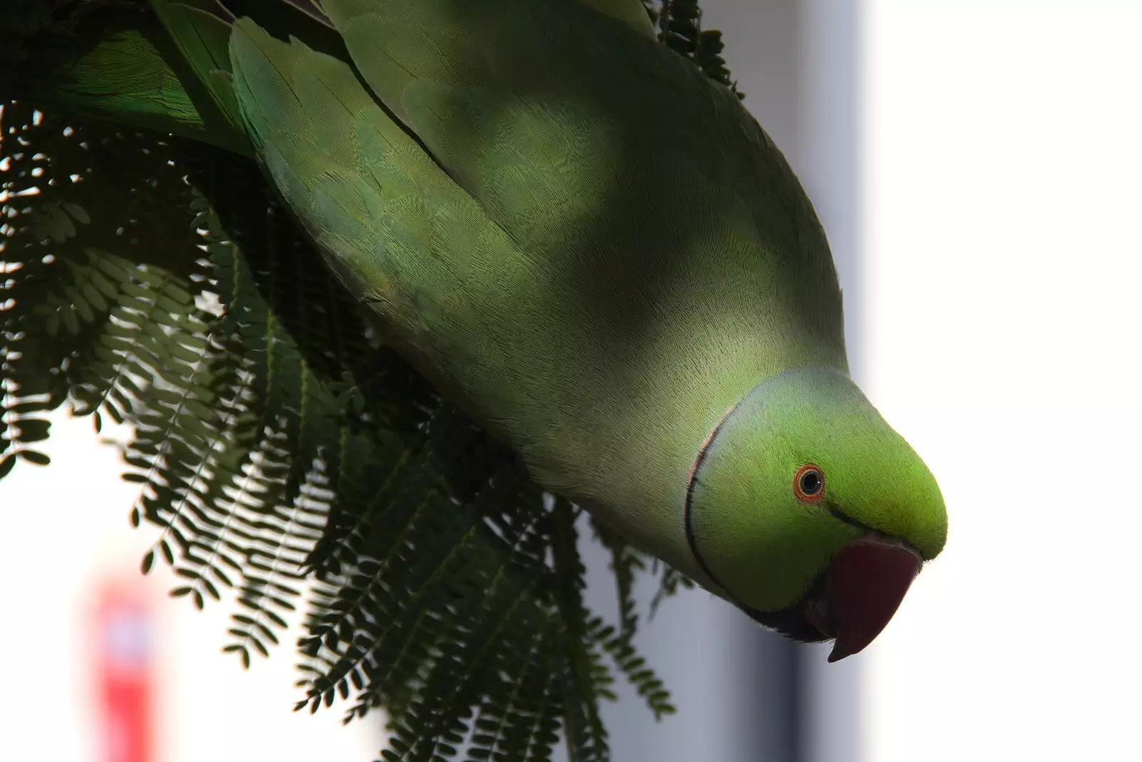 Beady parrot eye, from Five Days in Lanzarote, Canary Islands, Spain - 24th October 2021