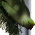 Beady parrot eye, Five Days in Lanzarote, Canary Islands, Spain - 24th October 2021