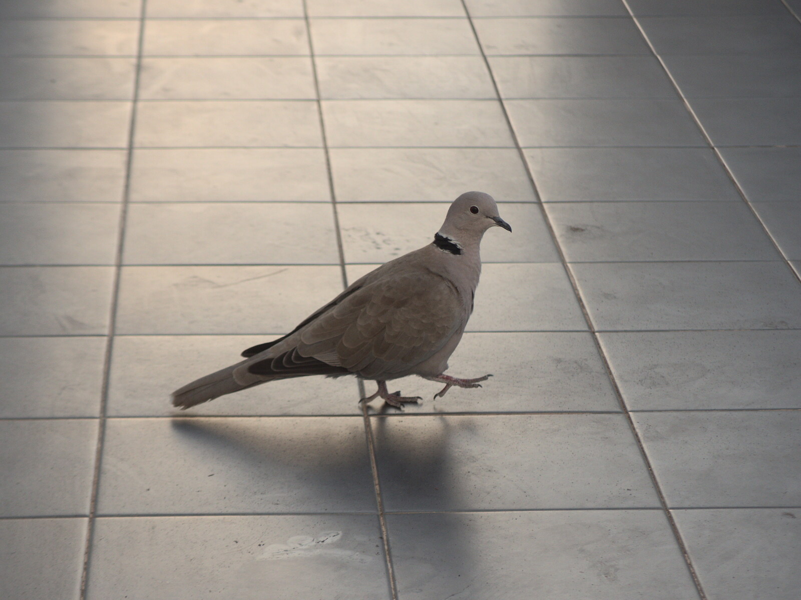 A collared dove trots around from The Volcanoes of Lanzarote, Canary Islands, Spain - 27th October 2021
