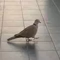 A collared dove trots around, The Volcanoes of Lanzarote, Canary Islands, Spain - 27th October 2021