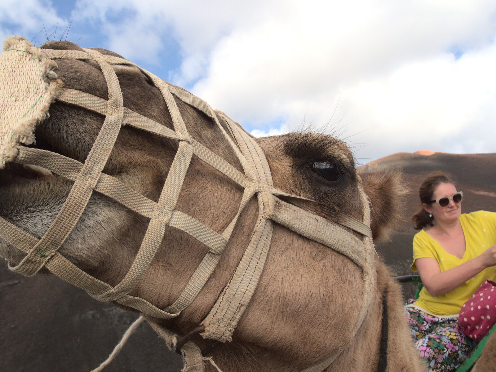 Fred's close-up of a camel from The Volcanoes of Lanzarote, Canary Islands, Spain - 27th October 2021