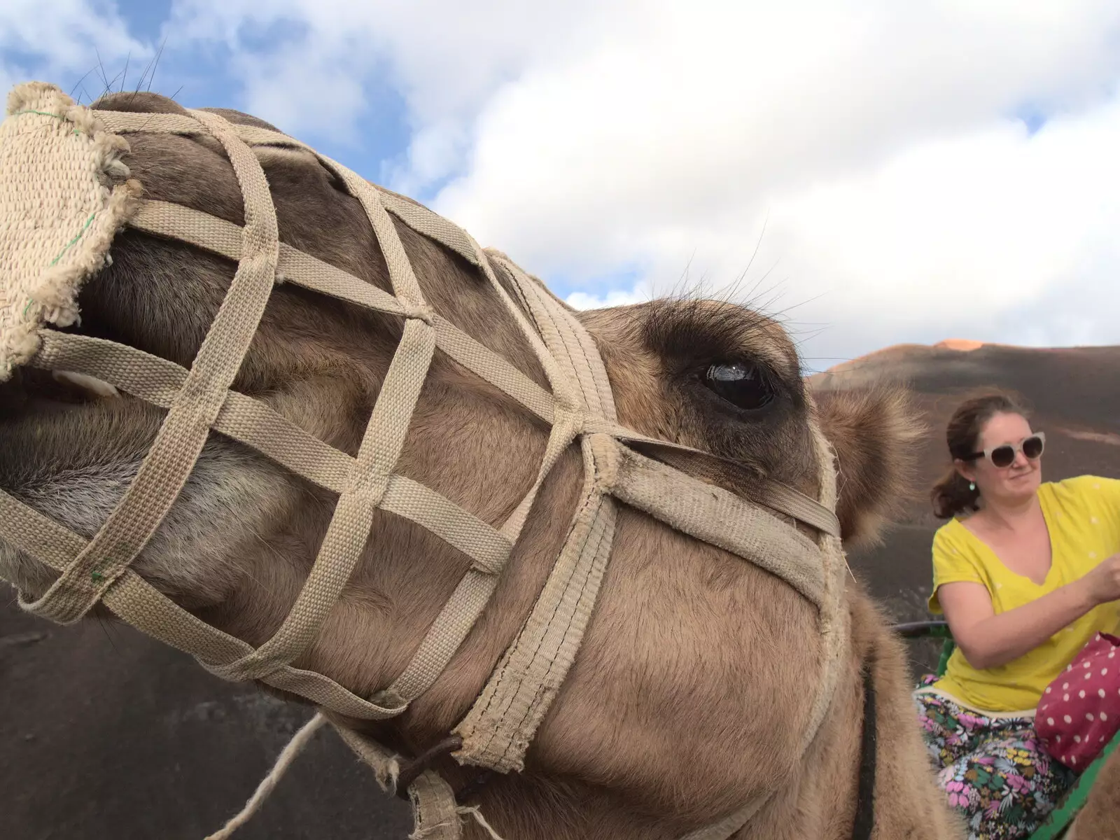 Fred's close-up of a camel, from The Volcanoes of Lanzarote, Canary Islands, Spain - 27th October 2021