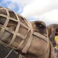 Fred's close-up of a camel, The Volcanoes of Lanzarote, Canary Islands, Spain - 27th October 2021