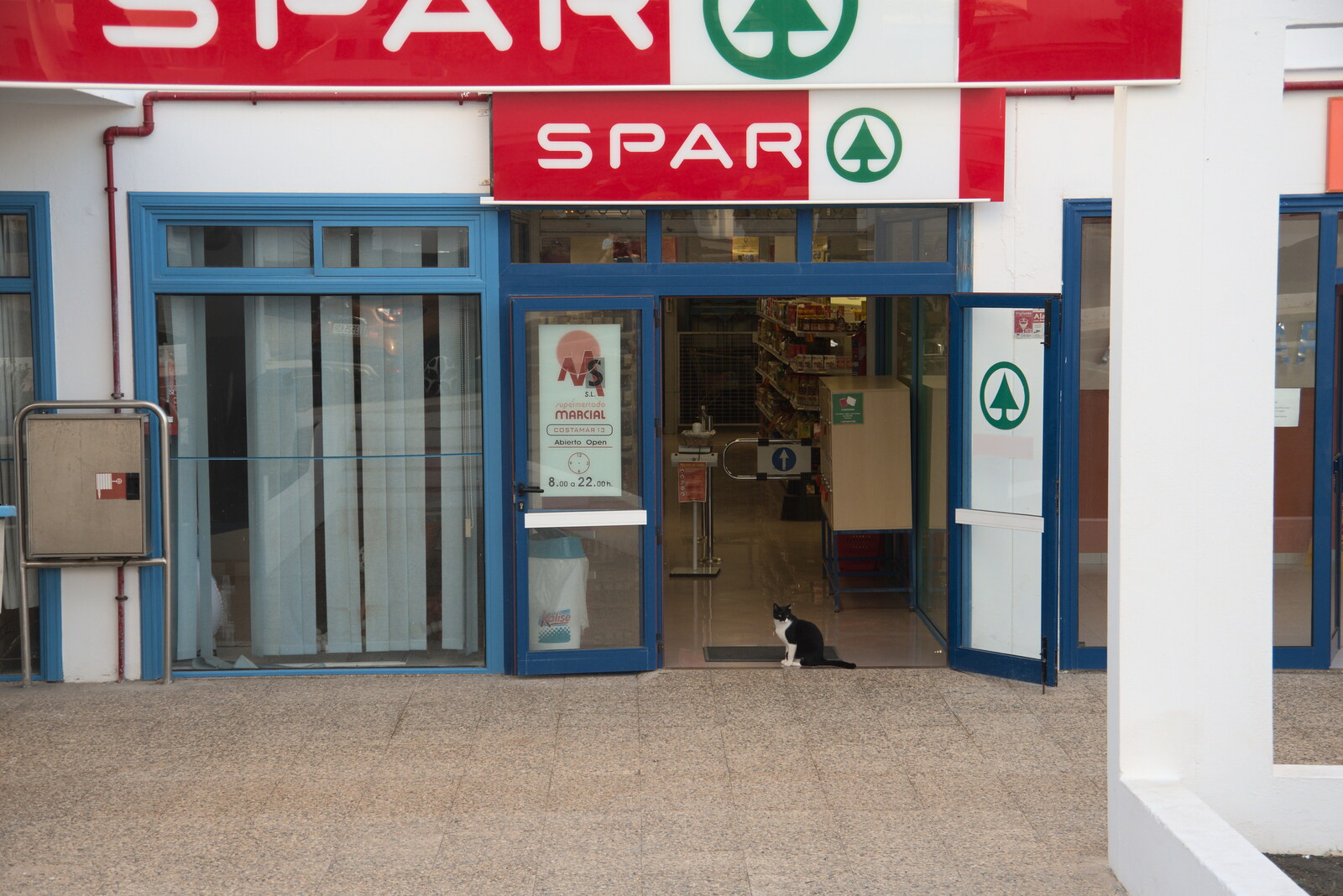 The Spar cat hangs around from The Volcanoes of Lanzarote, Canary Islands, Spain - 27th October 2021