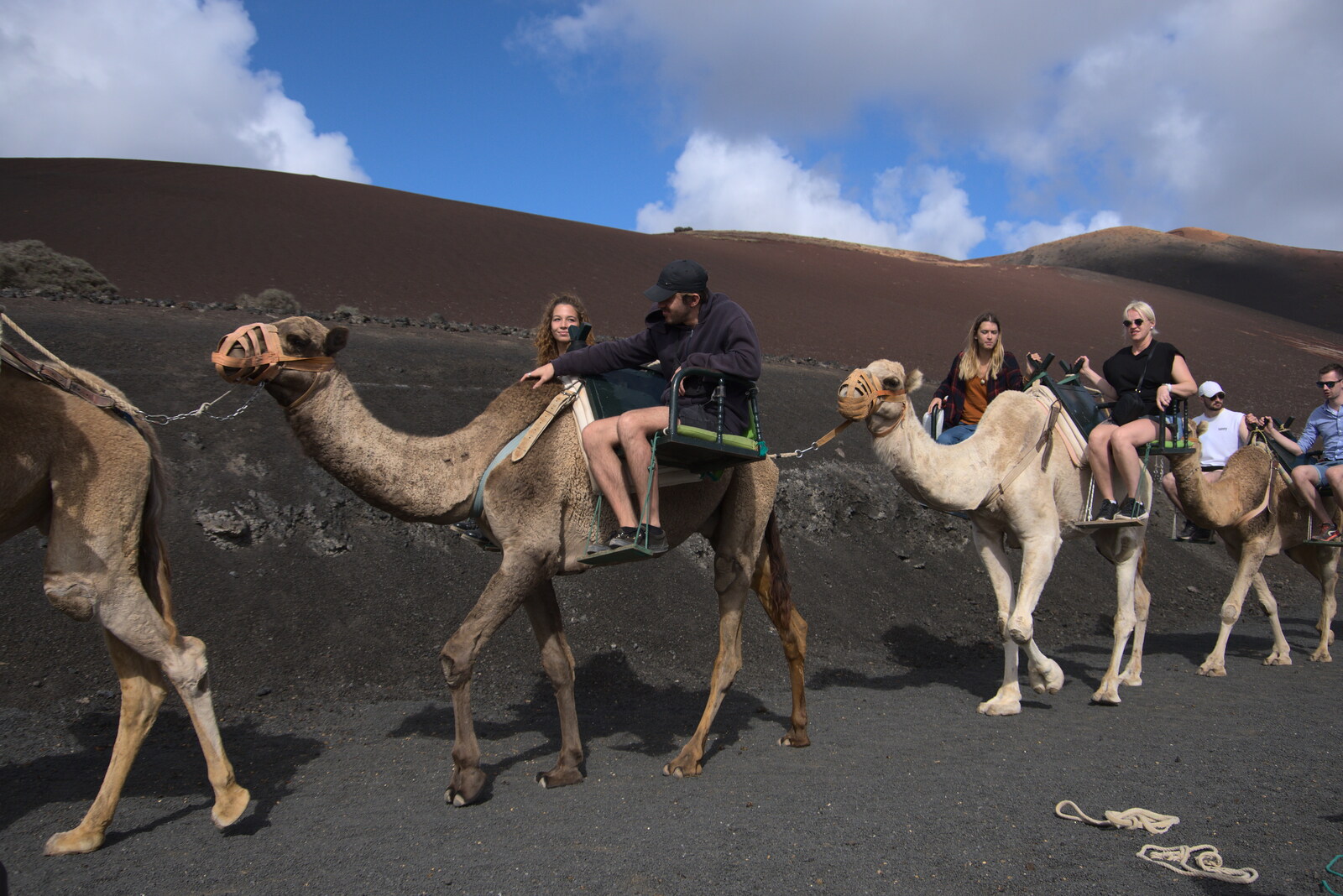 Another camel group comes in from The Volcanoes of Lanzarote, Canary Islands, Spain - 27th October 2021