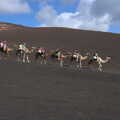 Another camel train heads down the volcano, The Volcanoes of Lanzarote, Canary Islands, Spain - 27th October 2021