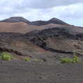 Some rare green foliage, The Volcanoes of Lanzarote, Canary Islands, Spain - 27th October 2021