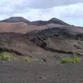 Some rare green foliage, The Volcanoes of Lanzarote, Canary Islands, Spain - 27th October 2021