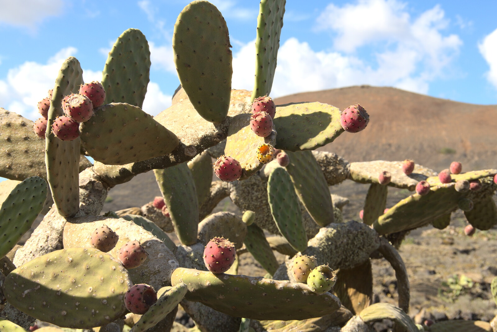 A big prickly pear cactus from The Volcanoes of Lanzarote, Canary Islands, Spain - 27th October 2021