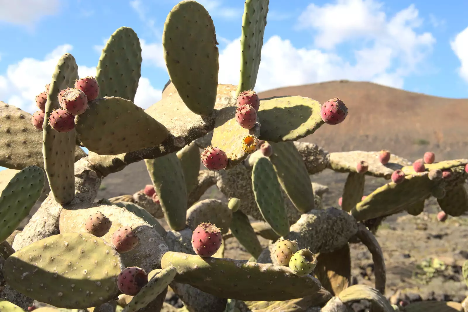 A big prickly pear cactus, from The Volcanoes of Lanzarote, Canary Islands, Spain - 27th October 2021