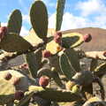 A big prickly pear cactus, The Volcanoes of Lanzarote, Canary Islands, Spain - 27th October 2021