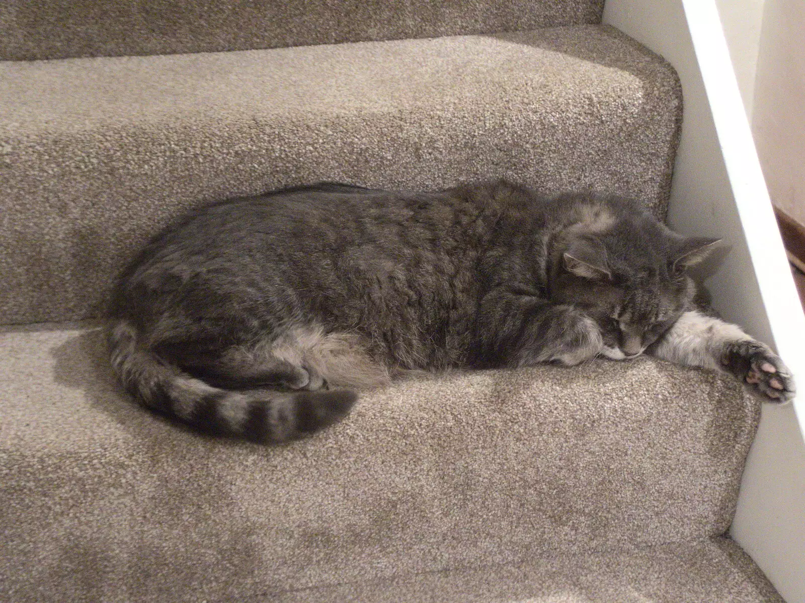 Boris is being Stripey Stair Cat, from A New Playground and Container Mountain, Eye, Suffolk - 7th November 2021