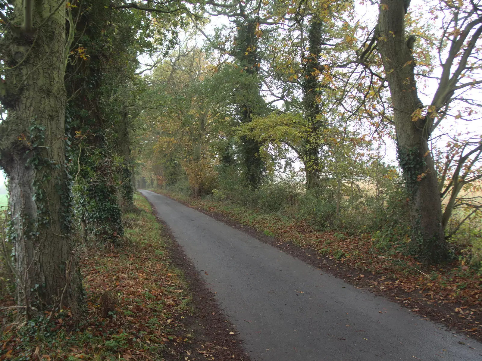 The autumnal road to Thornham, from A New Playground and Container Mountain, Eye, Suffolk - 7th November 2021