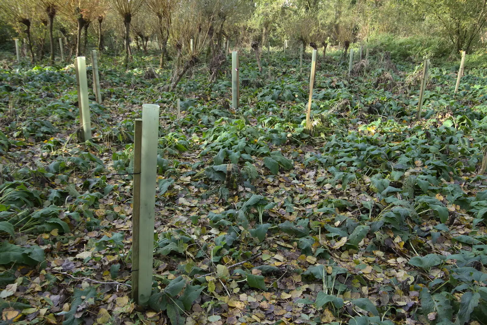 There's some more planting near Anita-tree, from A New Playground and Container Mountain, Eye, Suffolk - 7th November 2021