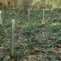 There's some more planting near Anita-tree, A New Playground and Container Mountain, Eye, Suffolk - 7th November 2021