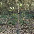 Our walnut tree is still going, A New Playground and Container Mountain, Eye, Suffolk - 7th November 2021