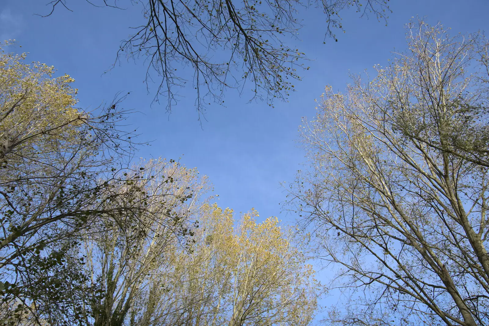 Trees reach for the sky, from A New Playground and Container Mountain, Eye, Suffolk - 7th November 2021