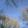 Trees reach for the sky, A New Playground and Container Mountain, Eye, Suffolk - 7th November 2021