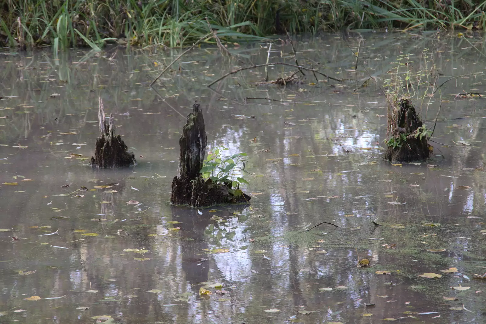 Curious wooden stumps in the pond, from A New Playground and Container Mountain, Eye, Suffolk - 7th November 2021