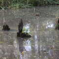 Curious wooden stumps in the pond, A New Playground and Container Mountain, Eye, Suffolk - 7th November 2021