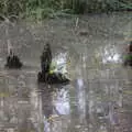 Curious wooden stumps in the pond, A New Playground and Container Mountain, Eye, Suffolk - 7th November 2021