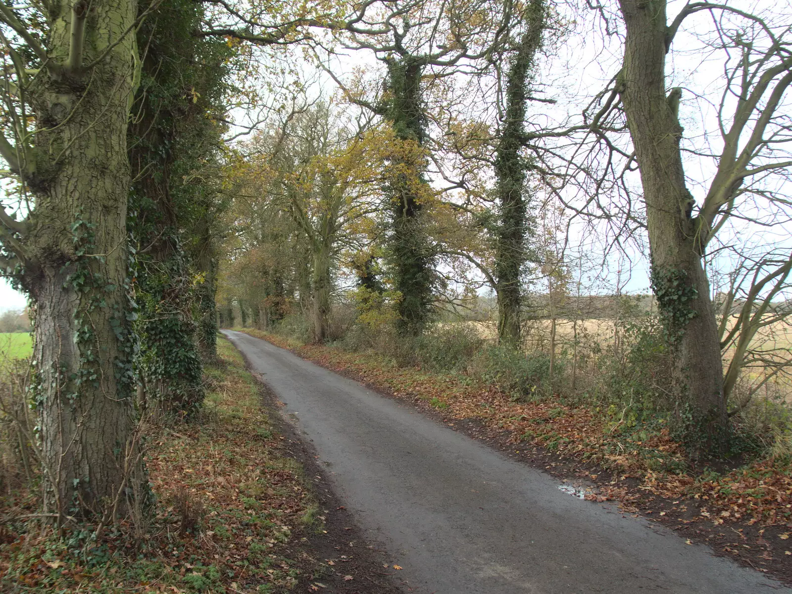 The road to Thornham is getting its winter on, from The Eye Lights Switch On, Eye, Suffolk - 3rd December 2021