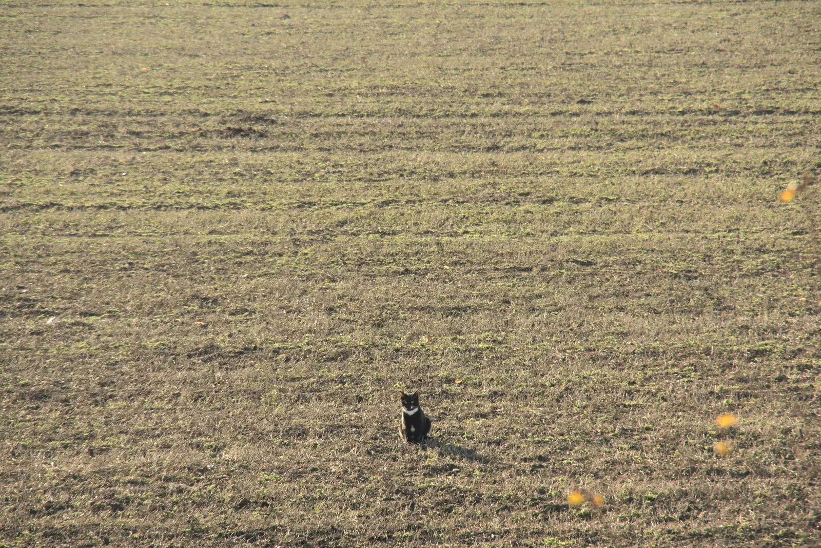 Lucy - Lunatic Cat - sits in the side field, from The Eye Lights Switch On, Eye, Suffolk - 3rd December 2021