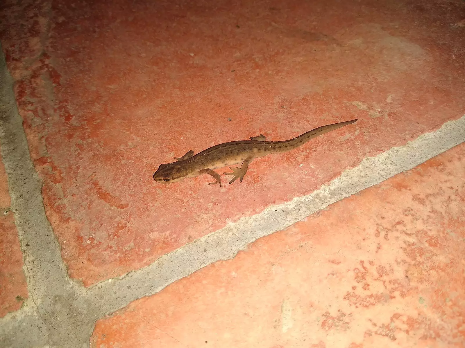 There's an actual lizard on the porch, from Dove Players' Trouble in Pantoland, Eye Community Centre, Suffolk - 11th December 2021