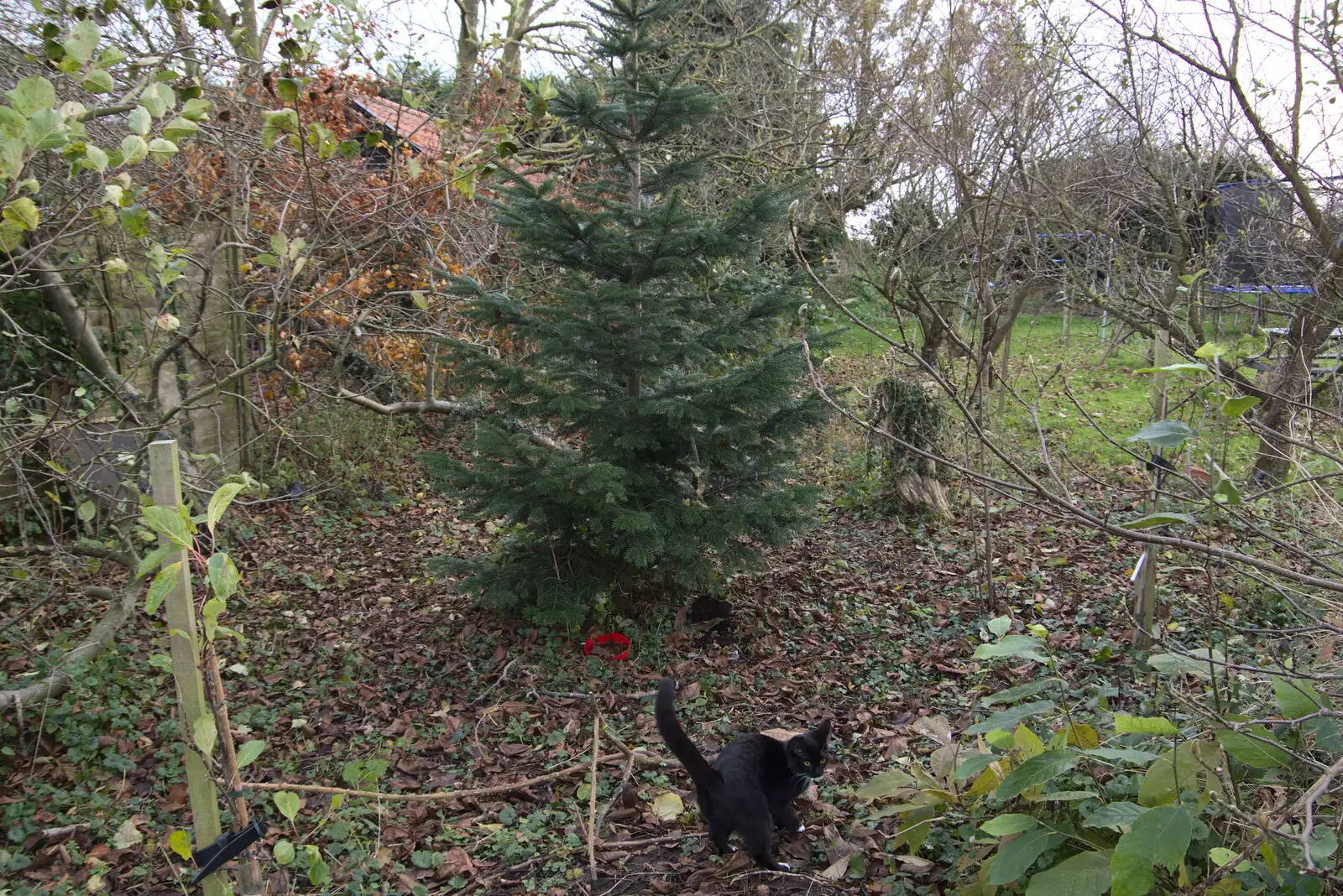 We head out to chop the Christmas tree down, from Dove Players' Trouble in Pantoland, Eye Community Centre, Suffolk - 11th December 2021