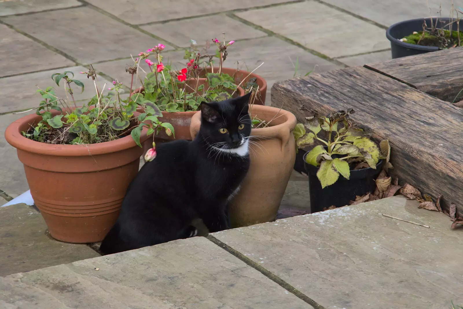 Lucy - the lunatic kitten - surveys the garden, from Dove Players' Trouble in Pantoland, Eye Community Centre, Suffolk - 11th December 2021