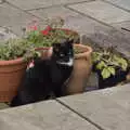 Lucy - the lunatic kitten - surveys the garden, Dove Players' Trouble in Pantoland, Eye Community Centre, Suffolk - 11th December 2021